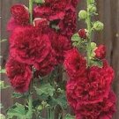 Guarantee 30  Red Double Hollyhock Alcea Rosea  Perennial Flower Seeds