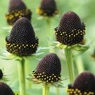 Guarantee 30  Green Wizard Rudbeckia Flower Seeds