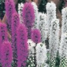 Guarantee 50  Liatris Purple and White Mix  Perennial Flower Seeds