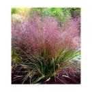 Guarantee 50  Purple Love Grass Eragrostis  Thrives in poor soil  Perennial Flower seeds