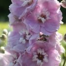 Guarantee 25  Cherry Blossom Magic Fountains wWhite Bee Delphinium Flower SeedsPerennial