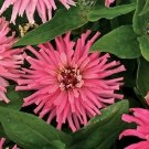 Guarantee 30  Zinnia Pinca Pink Flower Seeds  Annual