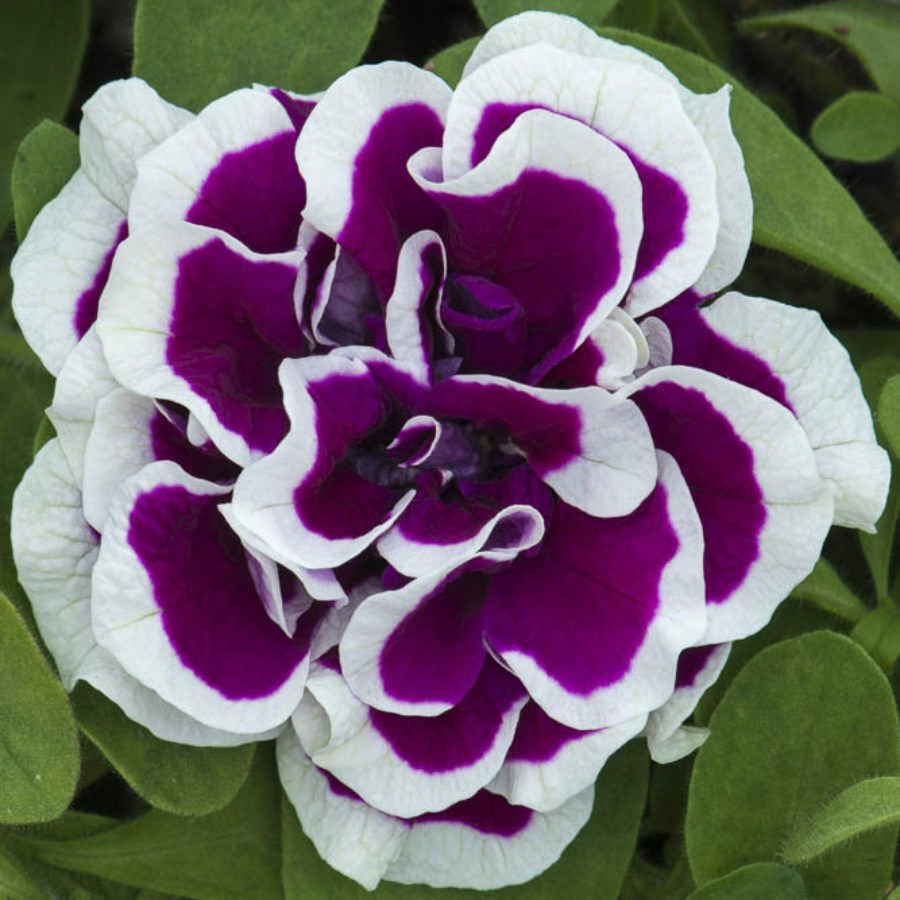 Guarantee 50 Double Purple White Petunia Seeds Containers Hanging Baskets Window Seed 960