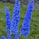 Guarantee 50 Bright Blue Delphinium Seeds Perennial Garden Flower Bright Seed Flowers 213