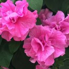 Guarantee 50 Double Pink Petunia Seeds Containers Hanging Baskets Flowers Seed Annual 976