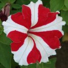 Guarantee 50 Red White Star Petunia Seeds Containers Hanging Baskets Window Seed Bloom 962