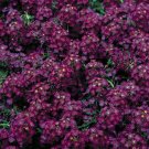 Guarantee 100 Deep Purple Alyssum Seeds Carpet Flower Sweet Royal Boarder Plant Garden 276