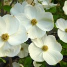 Guarantee 5 Eddies White Wonder Dogwood Seeds Tree Flowering Hardy Fall Color Flower 667