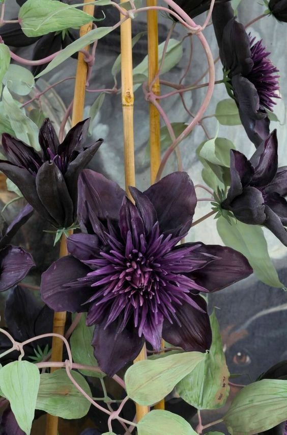 Guarantee 25 Double Purple Clematis Seeds Large Bloom Climbing Perennial Garden Flower 510