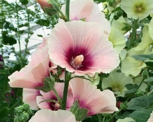 Guarantee 25 Pink White Hollyhock Seeds Perennial Giant Flower Garden Seed Flowers 322