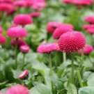 Guarantee English Daisy Rose Flower Seeds Bellis Perennis 200 Seeds