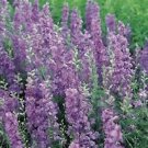 Guarantee Larkspur Lilac Spire Flower Seeds Delphinium Consolida 50 Seeds