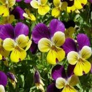 Guarantee Viola Johnny Jump-up Flower Seeds Viola Tricolor 200 Seeds