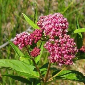 Guarantee Swamp Milkweed Rose Flower Seeds Asclepias Incarnata Carmine - Rose 25 Seeds