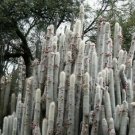 Guarantee Silver Torch Cactus Seeds Cleistocactus strausii 20 Seeds