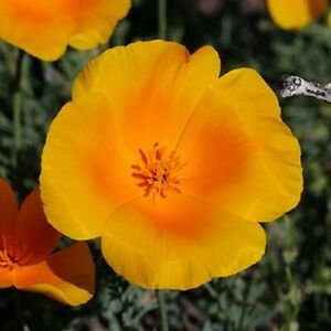 Guarantee Poppy California Orange Flower Seeds Eschscholzia Californica 200 Seeds