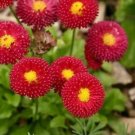 Guarantee English Daisy Red Flower Seeds Bellis Perennis 200 Seeds
