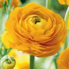 Guarantee 25 Dark Yellow Persian Buttercup Seeds Ranunculus Asiaticus Peony Seed Flower
