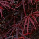 Guarantee Red Pygmy Japanese Maple Tree Seeds ACER palmatum 15 Seeds
