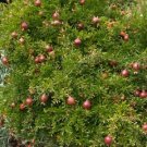 Guarantee Pomegranate Fruit Tree Seeds Punica granatum 15 Seeds