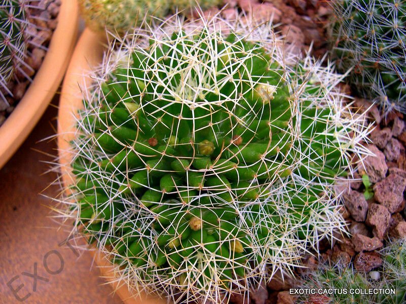 Guarantee RARE MAMMILLARIA CAMPTOTRICHA decipiens exotic cacti cactus seed plant 20 SEEDS