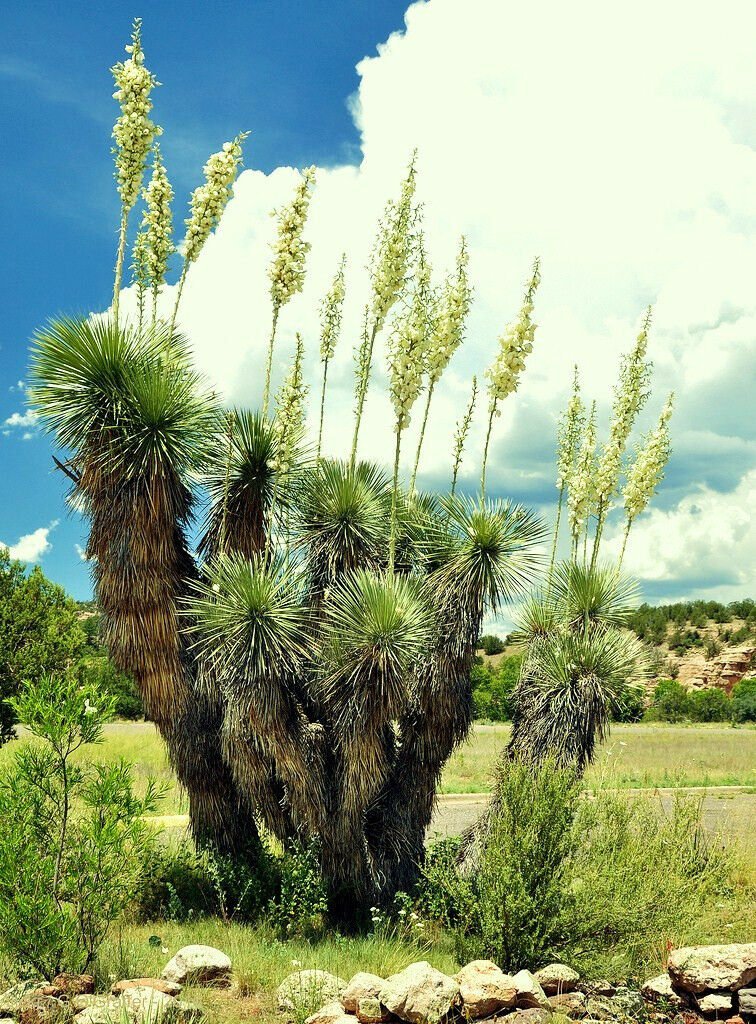 Guarantee RARE YUCCA ELATA j exotic succulent cactus soaptree aloe agave garden 15 SEEDS