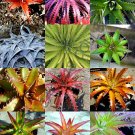 Guarantee COLOR DYCKIA MIX  exotic succulent hetchia agave xeriscaping aloe seed 25 SEEDS