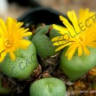 Guarantee RARE CONOPHYTUM FLAVUM SSP NOVICIUM j living stones mesemb cacti seed 15 SEEDS