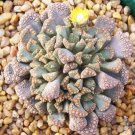 Guarantee RARE TITANOPSIS HUGOSCHLECHTERI living stones mesembs ice plant seed 15 SEEDS