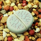 Guarantee LITHOPS GRACILIDELINEATA living stones exotic ice plant rare seed 15 SEEDS