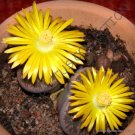 Guarantee RARE LITHOPS LESLIEI PIETERSBURG  living stone rock cactus cacti seed 15 SEEDS