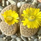 Guarantee RARE LITHOPS HOOKERI  exotic living stone mesemb succulent plant seed 15 SEEDS