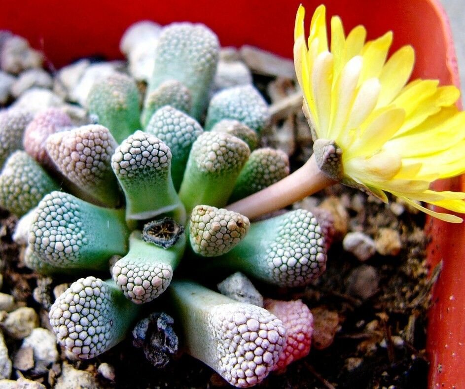 РЎСѓРєРєСѓР»РµРЅС‚ Titanopsis