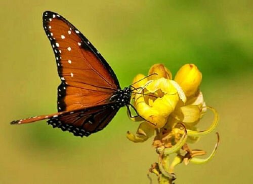 Guarantee RARE SENNA ALATA CASSIA CANDLESTICK CANDELABRA BUSH TREE BUTTERFLY 60 seeds