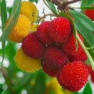 Guarantee Strawberry Tree ARBUTUS UNEDO exotic fruit rare flowering madroño seed 15 SEEDS