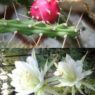 Guarantee Harrisia Martinii night blooming cereus cacti rare snake cactus seed  15 SEEDS