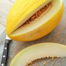 Guarantee 50 Organic Yellow Canary Melon Seeds   Non GMO Harvested in