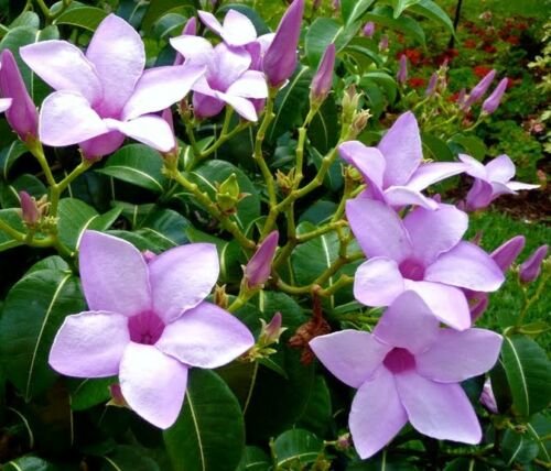 Guarantee Cryptostegia grandiflora rare rubber vine purple allamanda flower seed 30 seeds