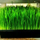Guarantee wheatgrass WHEAT GRASS/CAT GRASS 1 lb seeds