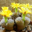 Guarantee RARE LITHOPS DOROTHEAE exotic living stone bonsaisucculent plant seed 50 SEEDS