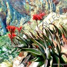 Guarantee RARE ALOE COMPTONII MITRIFORMIS exotic color succulent cactus red seed 50 SEEDS