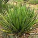 Guarantee RARE AGAVE LECHUGUILLA exotic garden cacti succulent rare cactus seed 50 SEEDS