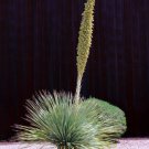 Guarantee Dasylirion Wheeleri exotic succulent rare Spoon Yucca aloe agave seed 50 SEEDS