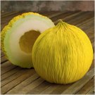 Guarantee 100 Organic Golden Beauty Casaba Melon seeds   Non GMO Harvested n