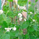 Premium 50 Seeds SUPER SUGAR PEA Pisum Sativum Vegetable Legume Seeds