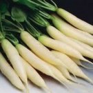 Premium 1250 Seeds WHITE ICICLE Raphanus Sativus Seeds