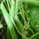 Premium 40 Seeds GREEN BEAN Phaseolus Vulgaris Vegetable Seeds