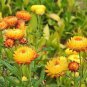 Premium 50 Seeds Golden YELLOW STRAWFLOWER Helichrysum Bracteatum Flower Seeds