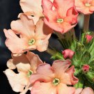 Store Fresh 50 Seeds Dwarf Apricot Verbena Nana Compacta Fragrant Butterfly Flower