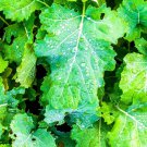 Store Fresh 1000 Seeds Wichita ' Winter Canola Brassica Napus Rape Oilseed Cover Crop
